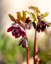 Early Spring Plant Hellebore Helleborus Caucasicus Primrose With Flowers. Winter rose. Christmas rose. Lenten rose.