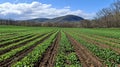 early spring planting of cover crops in rotated rows . Royalty Free Stock Photo