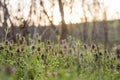 Early spring plants growing random at sunset on river Danube Royalty Free Stock Photo