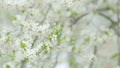 Early spring plum blossoms after winter. Branches of blossoming white plum. Slow motion.