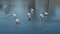 Gulls on the thin ice. Royalty Free Stock Photo