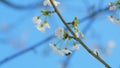 Early Spring. Prunus Avium Flowering Cherry And The Bee Find And Get Nectar. Blooming Sweet Cherry Tree In Spring. Royalty Free Stock Photo