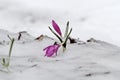 Early spring purple crocus bloom, but suddenly he returned to th