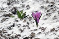 Early spring purple crocus bloom, but suddenly he returned to th Royalty Free Stock Photo