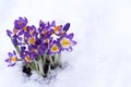 Early spring purple Crocus in snow Royalty Free Stock Photo