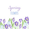 Early spring purple crocus and snowdrops nature beauty flowers vector. Royalty Free Stock Photo