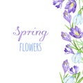 Early spring purple crocus and snowdrops nature beauty flowers vector. Royalty Free Stock Photo