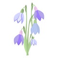 Early spring purple crocus and snowdrops nature beauty flowers vector.