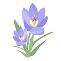 Early spring purple crocus and snowdrops nature beauty flowers vector. Royalty Free Stock Photo