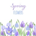 Early spring purple crocus and snowdrops nature beauty flowers vector. Royalty Free Stock Photo