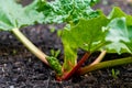 Early spring red rhubarb stalks growing out of a rhubarb crown. Depicting edible, perennial vegetable with oxalic acid, making