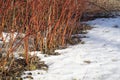 In early spring red willow bushes on a snow