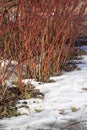 In early spring red willow bushes on a snow