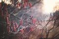 Ripening spring buds and catkins on tree branches