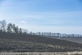 Early spring rural landskype. Undulating plowed field in early spring, a group of trees on the horizon, white clouds in the blue