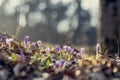 Early spring saffron flowers growing in the woods