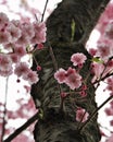 Pink Japanese Sakura Cherry Blossoms Overexposure Royalty Free Stock Photo