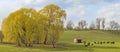 early Spring scene with cows in field and early Weeping Willow yellow foliage Royalty Free Stock Photo