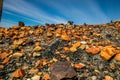 Orange rocks dot the landscape in the badlands. Drumheller Alberta,Canada
