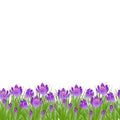 Early spring small purple flower Crocus for Easter on white background. Vector illustration