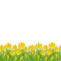 Early spring small yellow flower Crocus for Easter on white background. Vector illustration