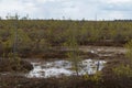 Marshland from the Siberian Wilderness Royalty Free Stock Photo