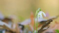 Early Spring. Snowdrop Growing Among Foliage In A Early Springtime Forest. Galanthus Nivalis Snowdrop Or Common Snowdrop Royalty Free Stock Photo