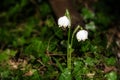 Early spring snowflake flowers, leucojum vernum, growing out of Royalty Free Stock Photo