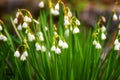 Early spring snowflake flowers in march, leucojum vernum, group in a spring bedding Royalty Free Stock Photo