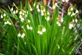 Early spring snowflake flowers in march, leucojum vernum, group in a spring bedding Royalty Free Stock Photo