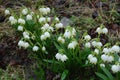 Early spring snowflake flowers in march Royalty Free Stock Photo