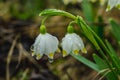 Early spring snowflake flowers in march Royalty Free Stock Photo