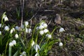 Early spring snowflake flowers in march Royalty Free Stock Photo