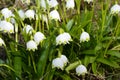 Early spring snowflake flowers in march Royalty Free Stock Photo