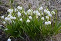 Early spring snowflake flowers in march Royalty Free Stock Photo