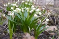 Early spring snowflake flowers in march Royalty Free Stock Photo