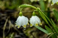 Early spring snowflake flowers in march Royalty Free Stock Photo