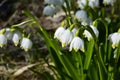 Early spring snowflake flowers in march Royalty Free Stock Photo