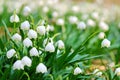 Early spring snowflake flowers Royalty Free Stock Photo