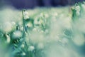 Early spring snowflake flowers