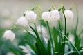 Early spring snowflake wild flowers Royalty Free Stock Photo