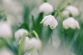 Early spring snowflake wild flowers Royalty Free Stock Photo