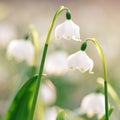 Early spring snowflake wild flowers