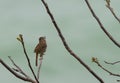Early Spring Sparrow