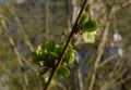 Spring sprout in a sunny day Royalty Free Stock Photo
