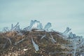 Grass under the ice - miniature iceland Royalty Free Stock Photo