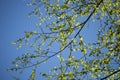 Early spring with closeup of first fresh green leaves of birch tree branches in spring sunlight on blue sky background Royalty Free Stock Photo