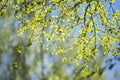 Early spring with closeup of first fresh green leaves of birch tree branches in spring sunlight Royalty Free Stock Photo