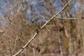 Branch of dried berries rowan Royalty Free Stock Photo