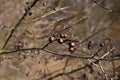 Branch of dried berries rowan Royalty Free Stock Photo